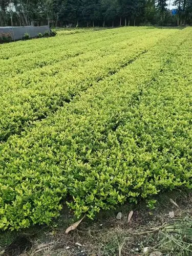 韶关绿化工程在哪找工作